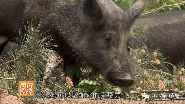 快看！这种野猪居然爱吃土