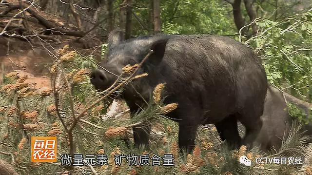 快看！这种野猪居然爱吃土