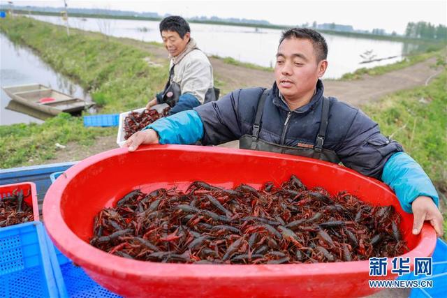 江苏盱眙：龙虾养殖助民增收