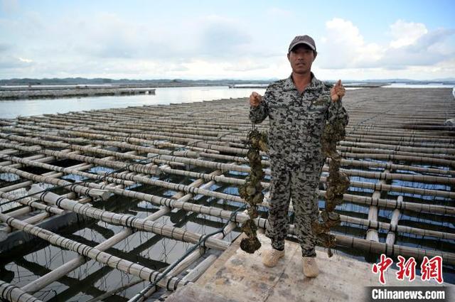 航拍广西钦州七十二泾“万亩”大蚝养殖基地 场面壮观