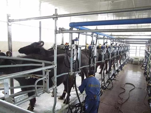 腾冲槟榔江水牛养殖系统 入选中国全球重要农业文化遗产预备名单