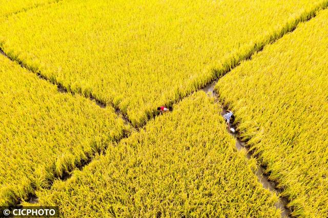 多种养殖助增收