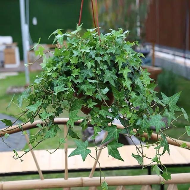 推荐八种耐寒的观叶植物，零下几度也冻不死，你值得拥有