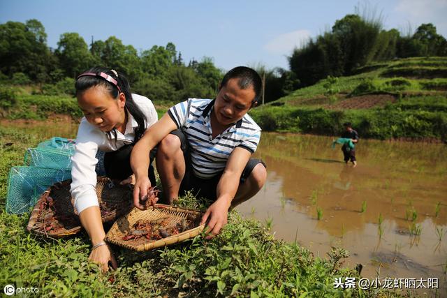 在小龙虾养殖过程中，养殖户如何做好日常管理工作？