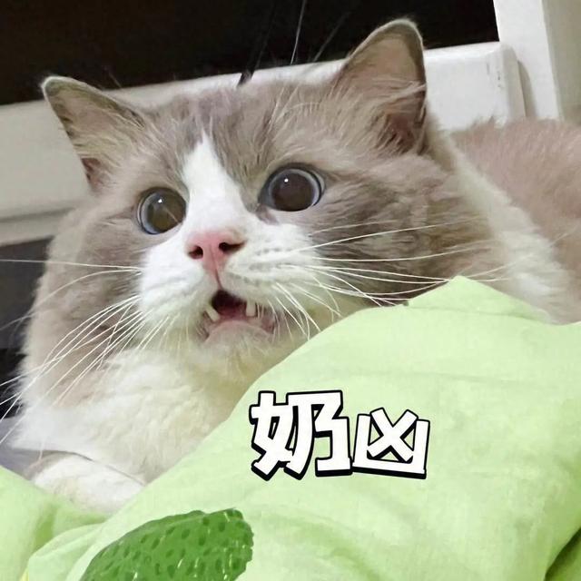 上海这里养了600只猫，被称“猫猫天堂”！太治愈了→