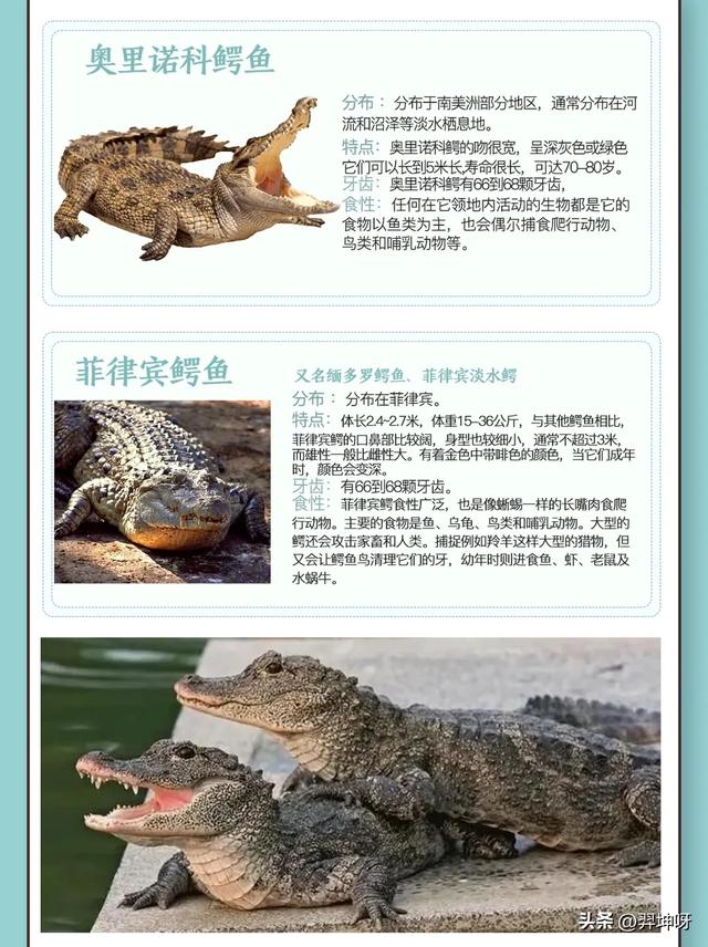 鳄鱼种类图鉴