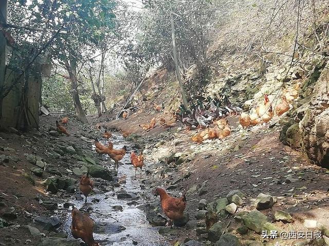 两位“80后”女大学生秦岭脚下养“跑山鸡”，育出最地道“乡土味”