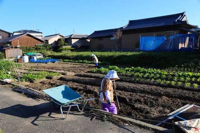 透视日本“一村一品”农业发展模式，中国差距令人汗颜