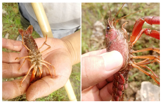 【实证分享：巨龙生物一条龙解决龙虾塘肥水和生长缓慢问题】