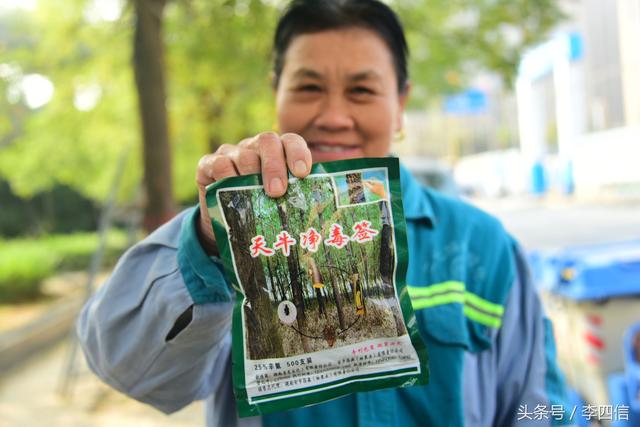 郑州：绿化工人抓住天牛幼虫越冬时节 进行药物毒杀