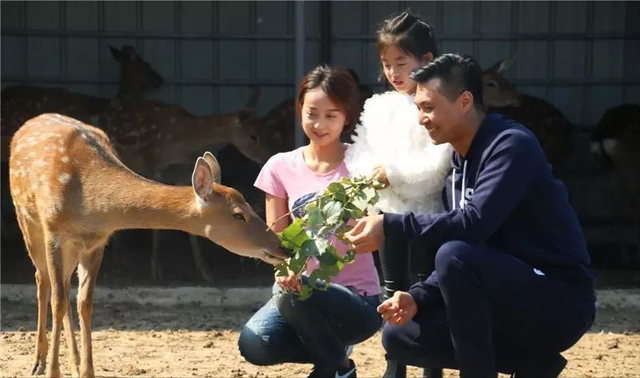 梅花鹿养殖大户王娇，人工养殖梅花鹿，年销售额达到了四千多万元