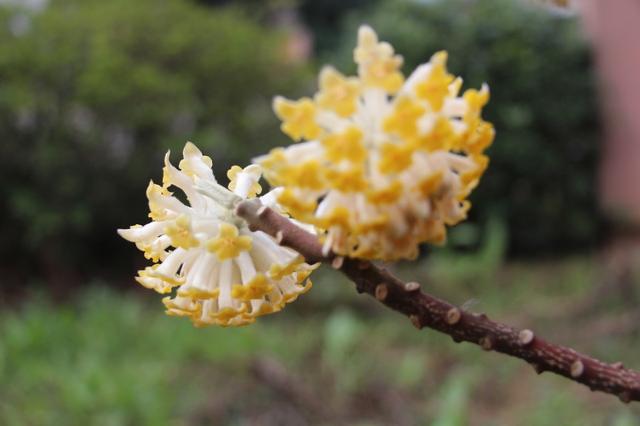 结香花是怎么养成的？学会几个小妙招， 锦簇花球永结香