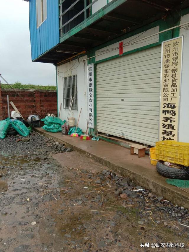 钦州市王老板采用微生物技术轻松解决海鸭养殖水域黑臭问题效益高