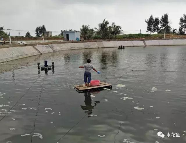 水产养殖，池塘水色反映水质好坏，快看看自家鱼塘水咋样了