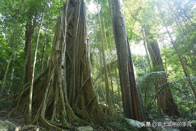 海南，有一个被低估的养老胜地，这里空气好，森林覆盖率达83%