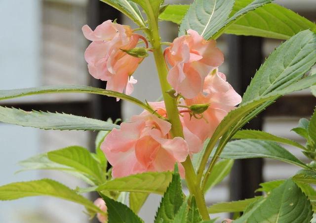 凤仙花养护一览，光照要好土壤肥沃，自然长得快