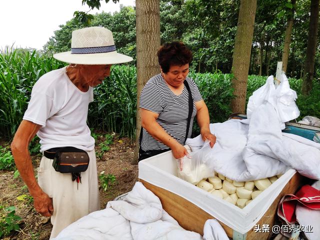 闲不住的农村妇女，不种庄稼不打工，有哪些挣钱好渠道？