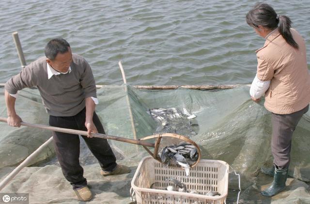 盐碱地的池塘，是如何实现高效水产养殖