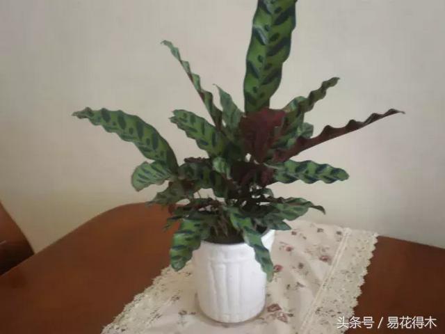 观叶植物推荐：猫眼竹芋的鉴赏养护