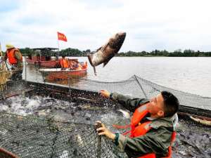 回头鱼养殖(鱼好水更清——洞庭湖渔业养殖转型升级见闻)