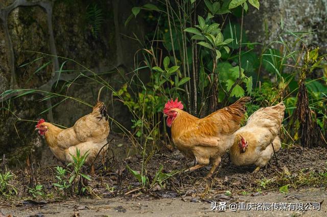 100多亩 山谷地，5万只鸡，认养土鸡平台，为跑山鸡提供销售新渠道