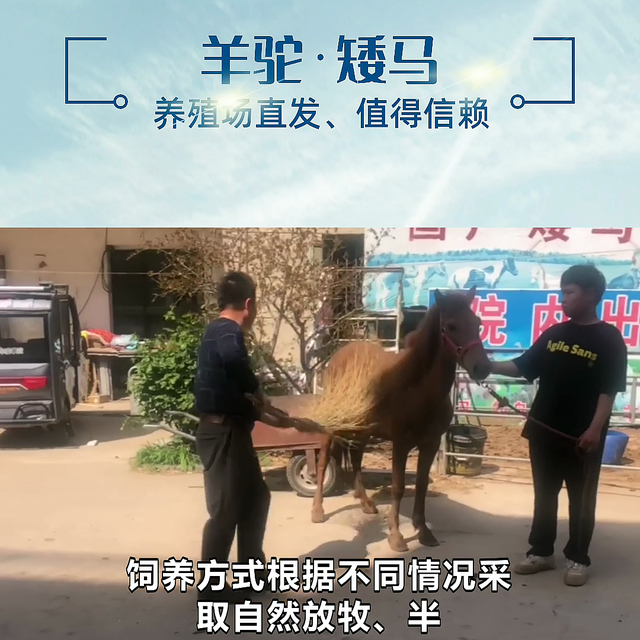 丽江矮马出售伊犁马  #荷兰矮马