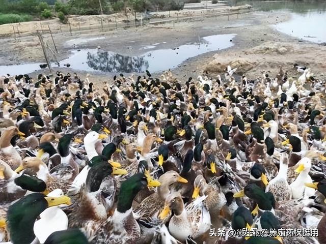 广西北海市、钦州市的海鸭养殖运用微生物技术解决污染问题效果好