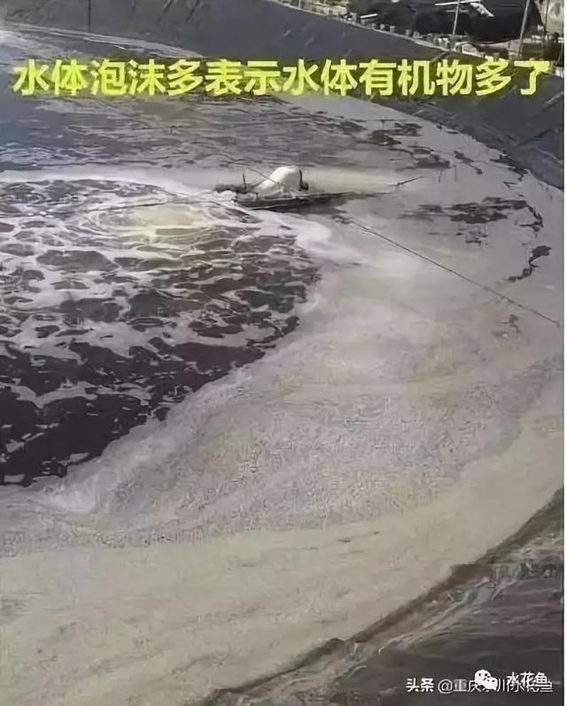 水产养殖，池塘水色反映水质好坏，快看看自家鱼塘水咋样了