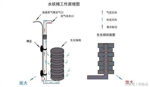 孔雀鱼好不好养？3分钟学会这最简单的饲养繁殖方法