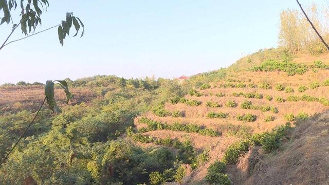 浠水：与寂寞为伴 “倔强姐”吴波深山养土鸡17年