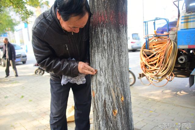 郑州：绿化工人抓住天牛幼虫越冬时节 进行药物毒杀