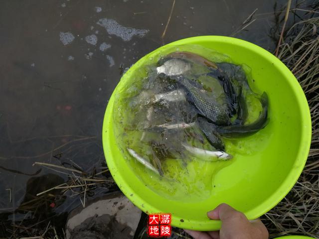 冬季小沟渠如何野钓？窝料加入这个很重要