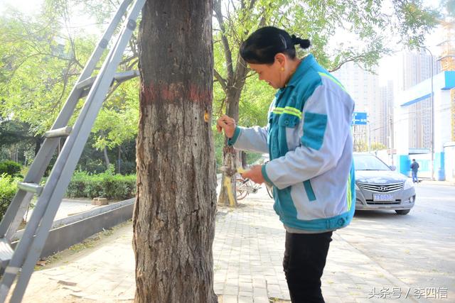 郑州：绿化工人抓住天牛幼虫越冬时节 进行药物毒杀