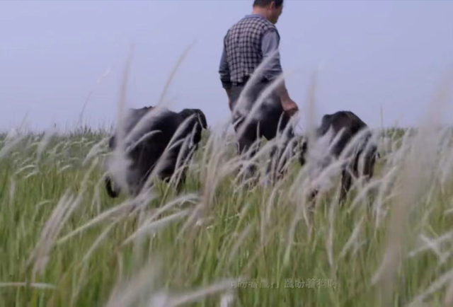 夕日猎犬，细犬，二郎神的哮天犬的原形就是山东细犬