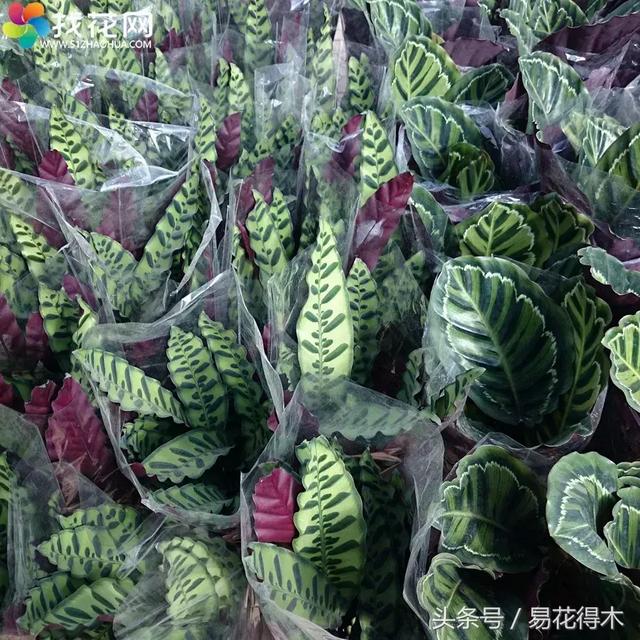 观叶植物推荐：猫眼竹芋的鉴赏养护