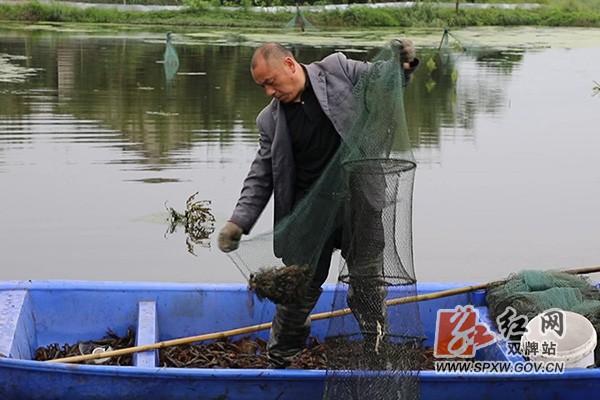 视频丨双牌：稻虾生态养殖 让小龙虾成紧俏货