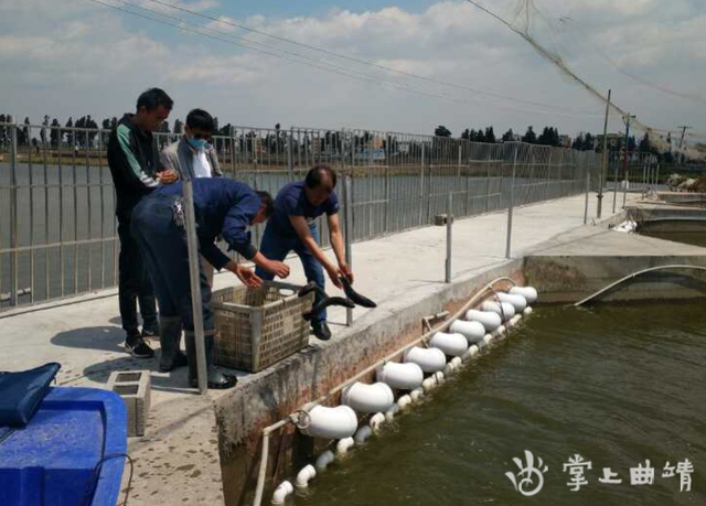 麒麟区水产养殖打好“特色牌”