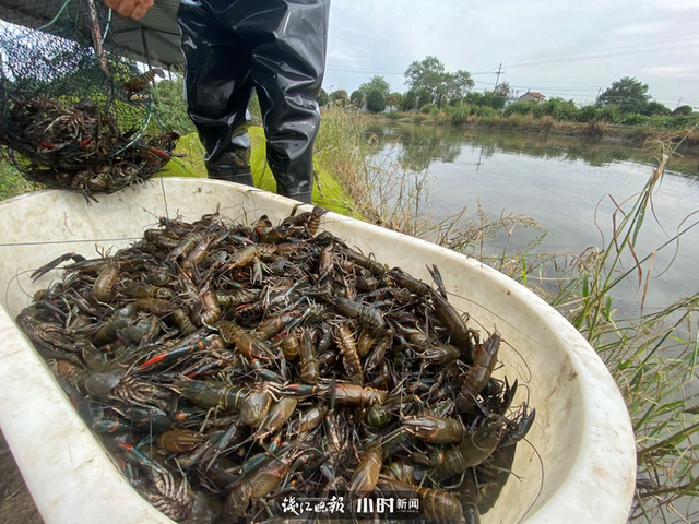 比小龙虾大2-3倍，出肉率还是它的2.5倍，本塘澳洲淡水龙虾旺季来袭