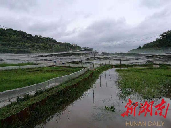 穷山沟里养“金蛙”