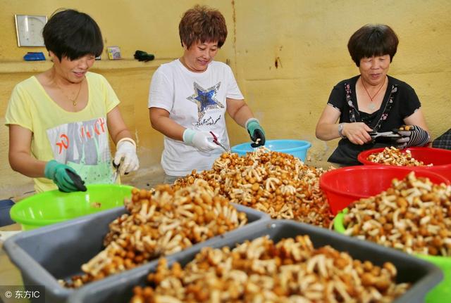 滑子菇从日本引进，东北三省大面积种植，有抑制肿瘤的作用