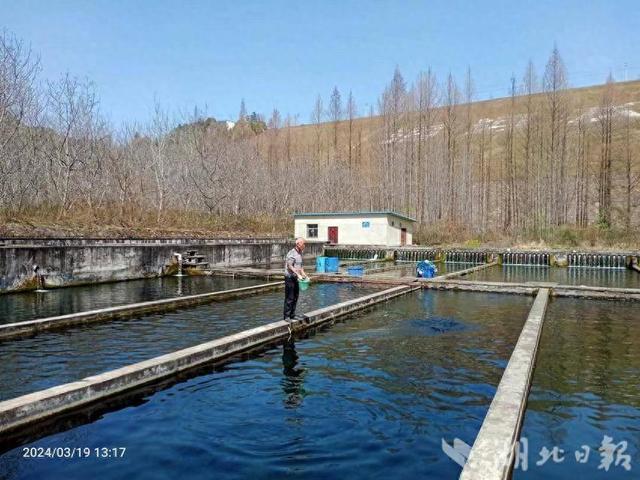 郧阳：冷水鱼“游”出致富路