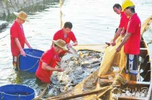 养殖机械出口(内地养殖水产品供港澳经“六大关”严把质量，这家中山水产进出口公司坚守“养好一条鱼 ……