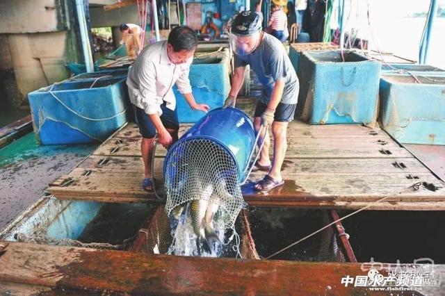 内地养殖水产品供港澳经“六大关”严把质量，这家中山水产进出口公司坚守“养好一条鱼 ……