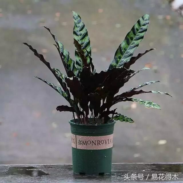 观叶植物推荐：猫眼竹芋的鉴赏养护