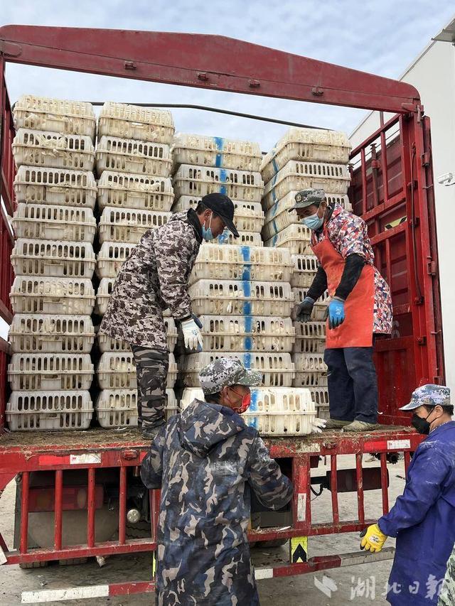 【新春走基层】广水“青年鸡”养殖火热开局