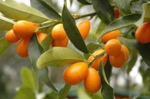 小金桔树盆栽怎么养殖(阳台种一盆金橘，3个养护技巧，果实多味道好，能观赏又喜庆)