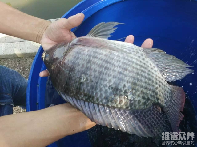 喂罗非的饲料怎么配，罗非鱼养殖饲料系数