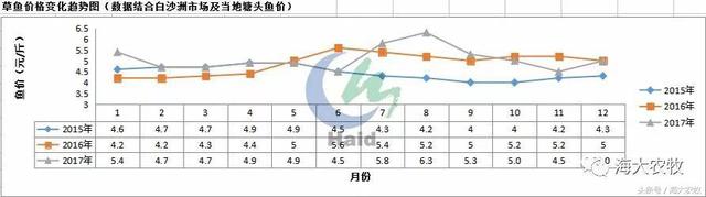 养花白鲢，也能赚起大钱！花白鲢持续高产的背后，有妙招