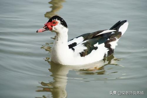 鸳鸯鸭该怎么养殖？和饲养管理要点