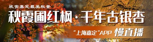 嘉定爷叔在稻田里养出“宝”，预计年利润达100000+